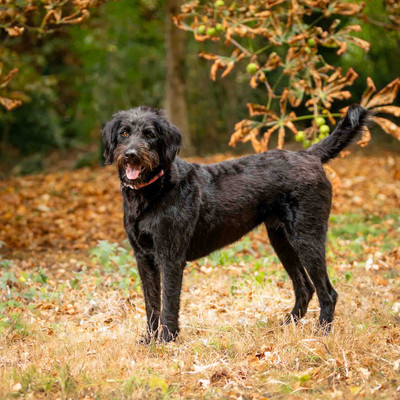 Labradoodle portrait in woodland