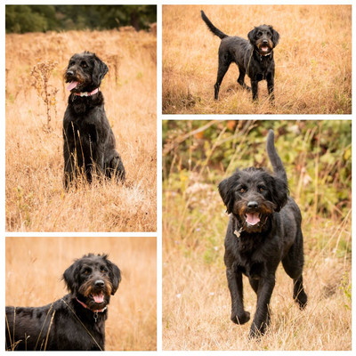 Labradoodle outdoor photo shoot