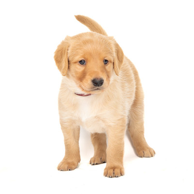 DogPhotography-3