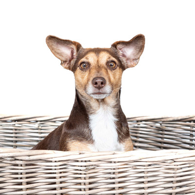 JackRussell-3