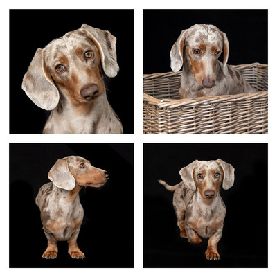 DogCollage